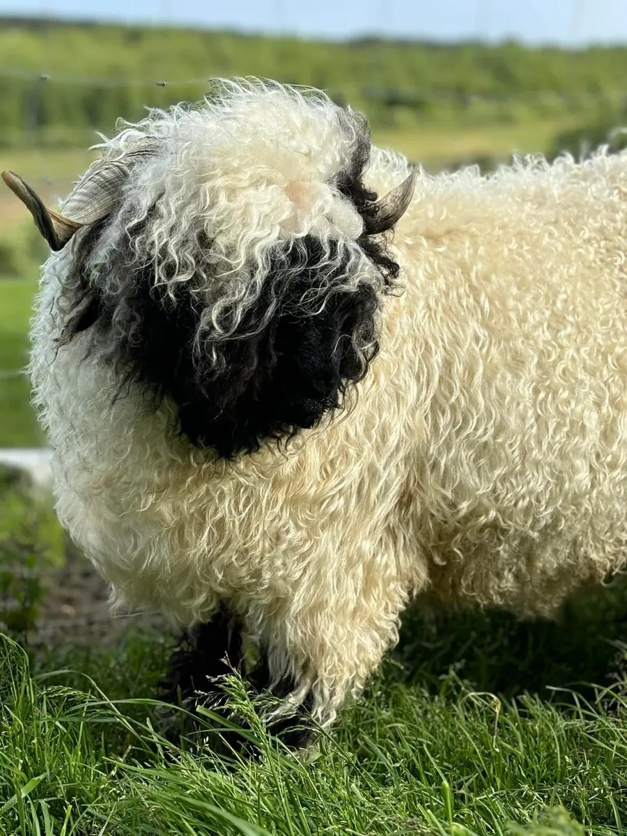 Valais Blacknose Online Timed Auction Sale - Image 3