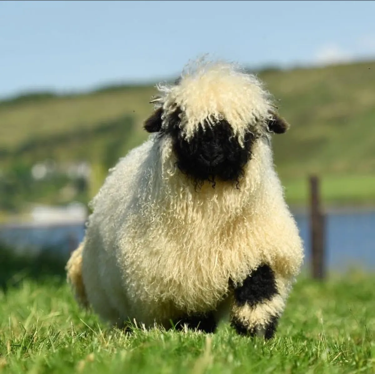 Valais Blacknose Online Timed Auction Sale - Image 4