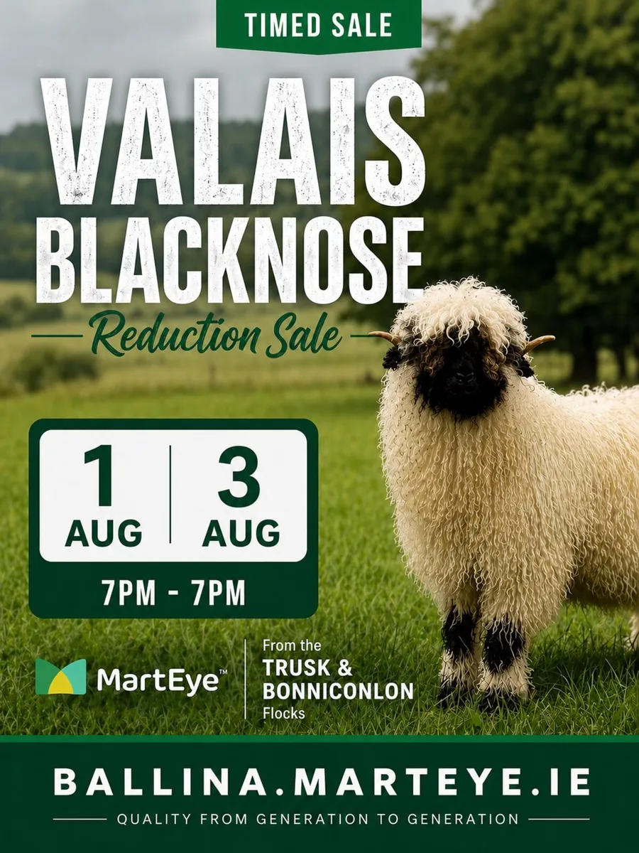 Valais Blacknose Online Timed Auction Sale - Image 1