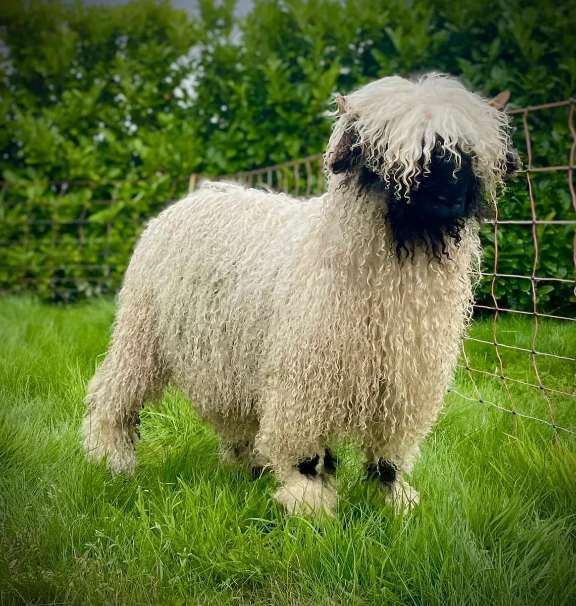 Valais Blacknose Online Timed Auction Sale - Image 2