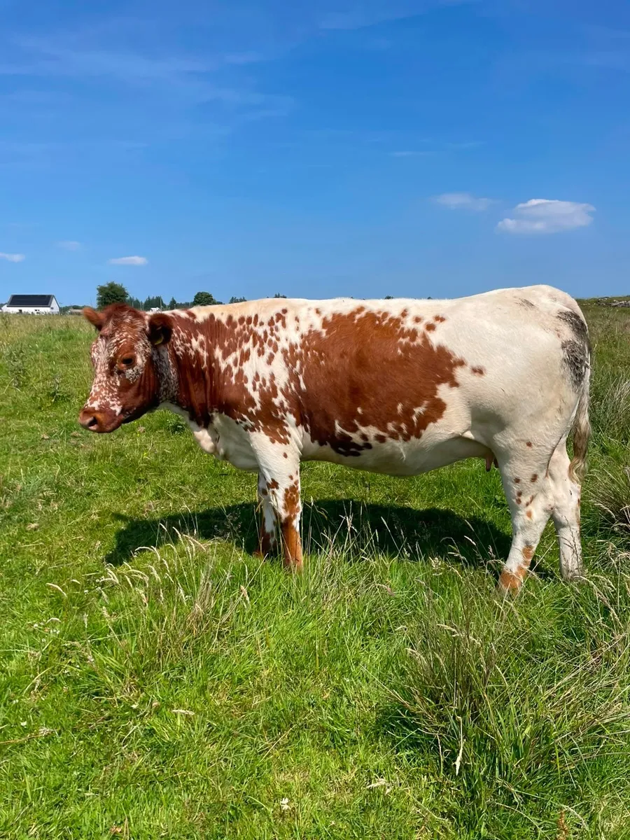 Roan incalf heifer - Image 1