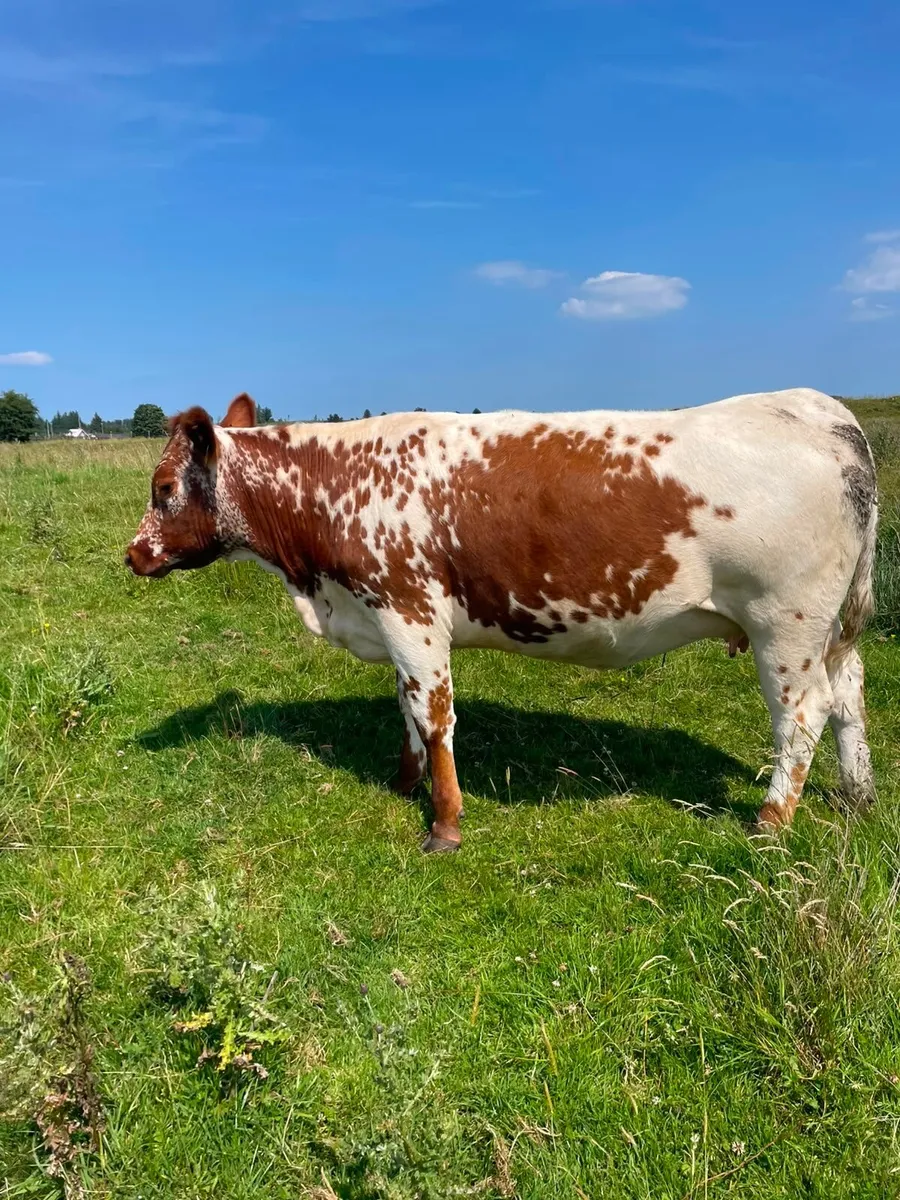 Roan incalf heifer - Image 2