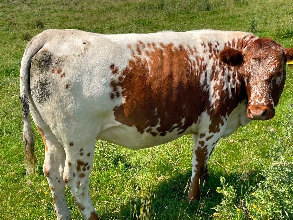 Roan incalf heifer - Image 3