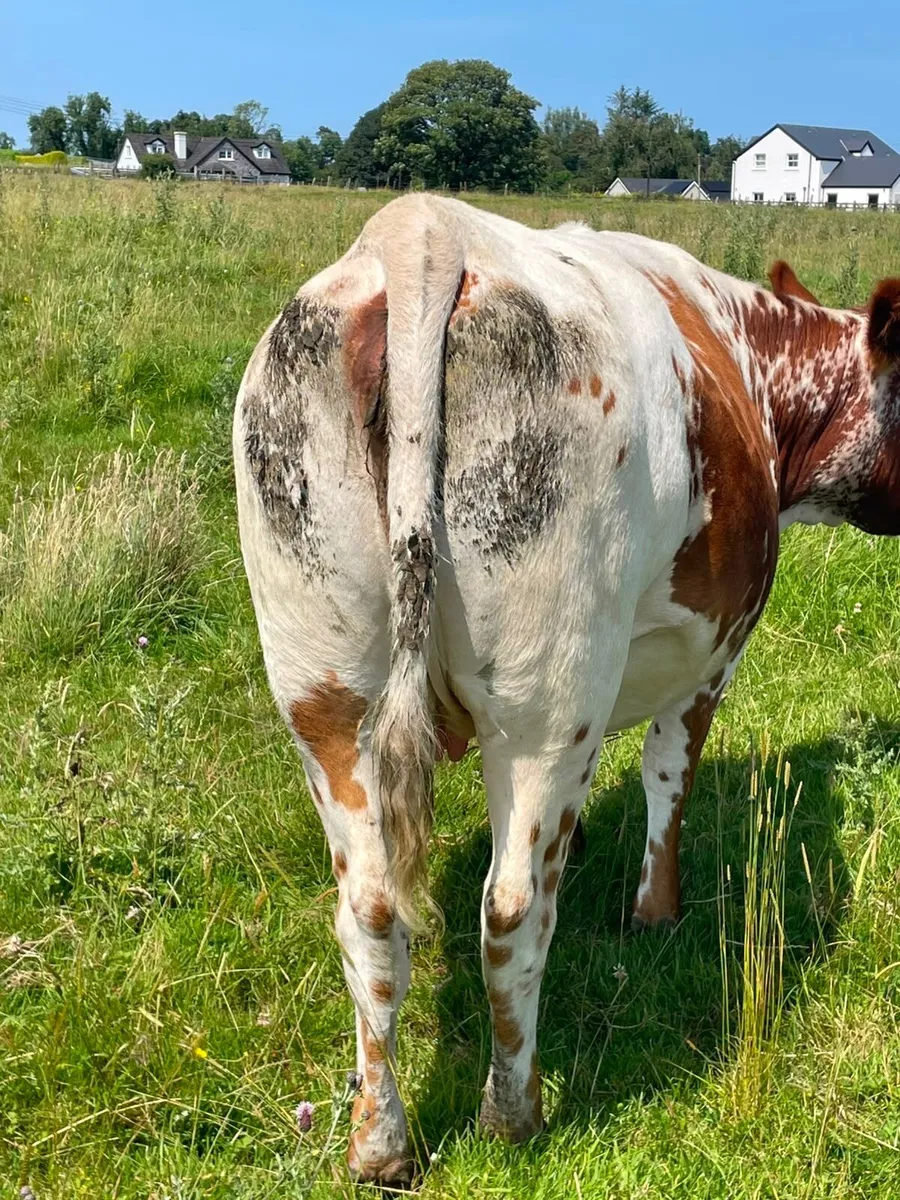 Roan incalf heifer - Image 4