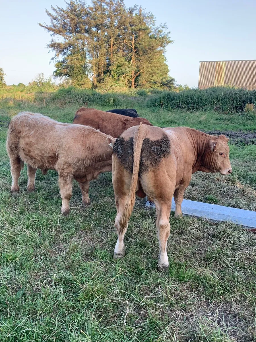 8 super Chx and LMX bullocks for sale - Image 4