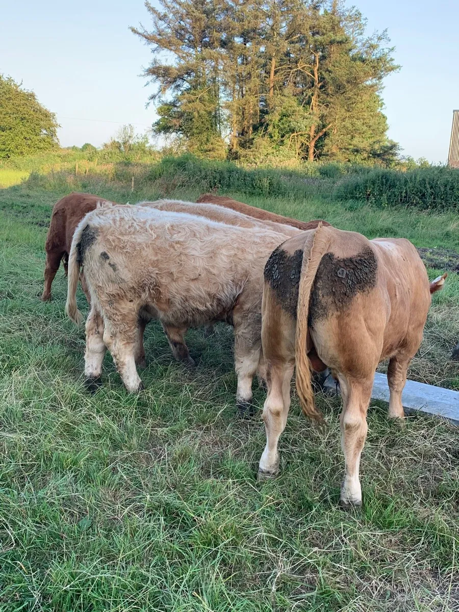 8 super Chx and LMX bullocks for sale - Image 2