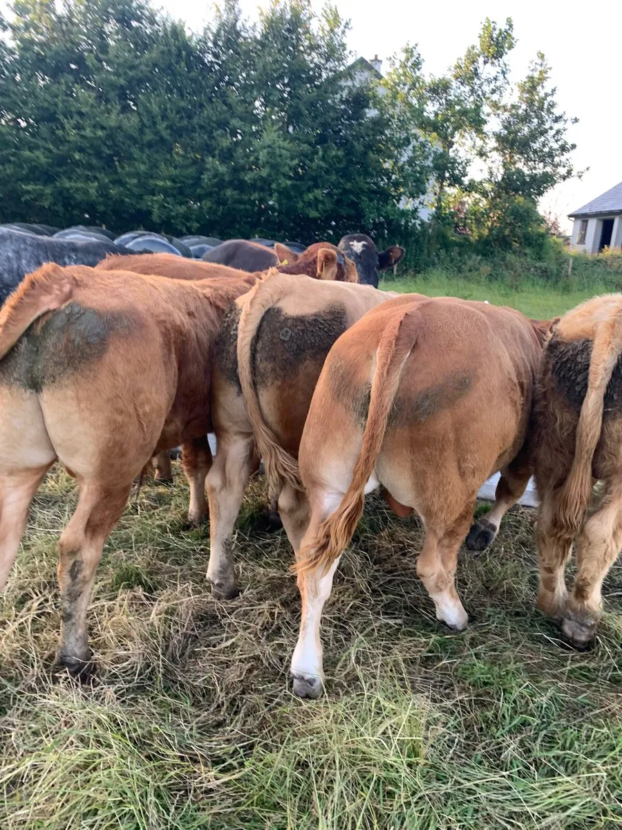 8 super Chx and LMX bullocks for sale - Image 1