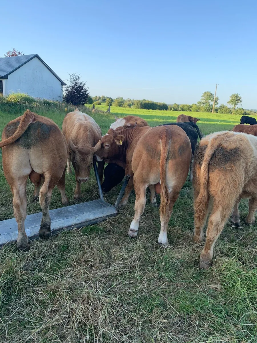 8 super Chx and LMX bullocks for sale - Image 3