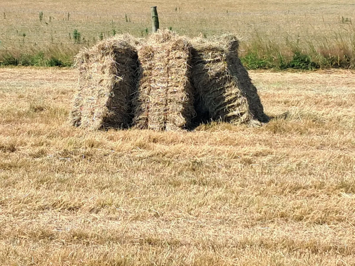 Small square bales of hay - Image 2