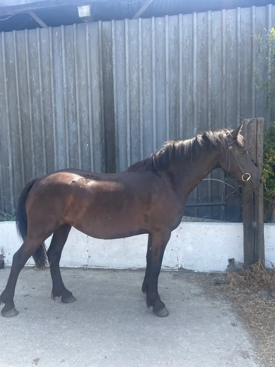 Pony - Image 2