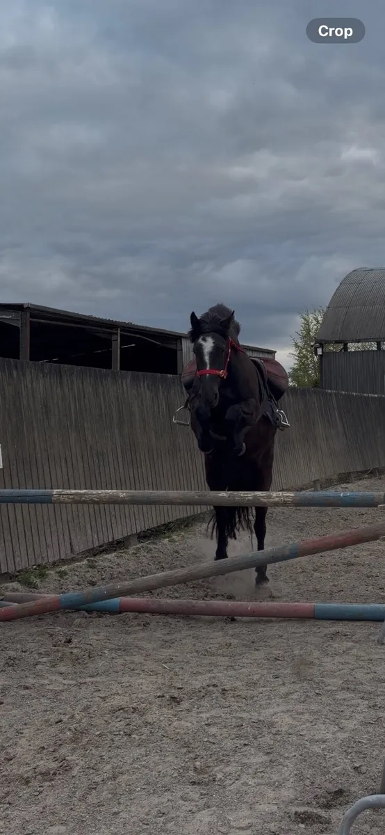 Pony - Image 4