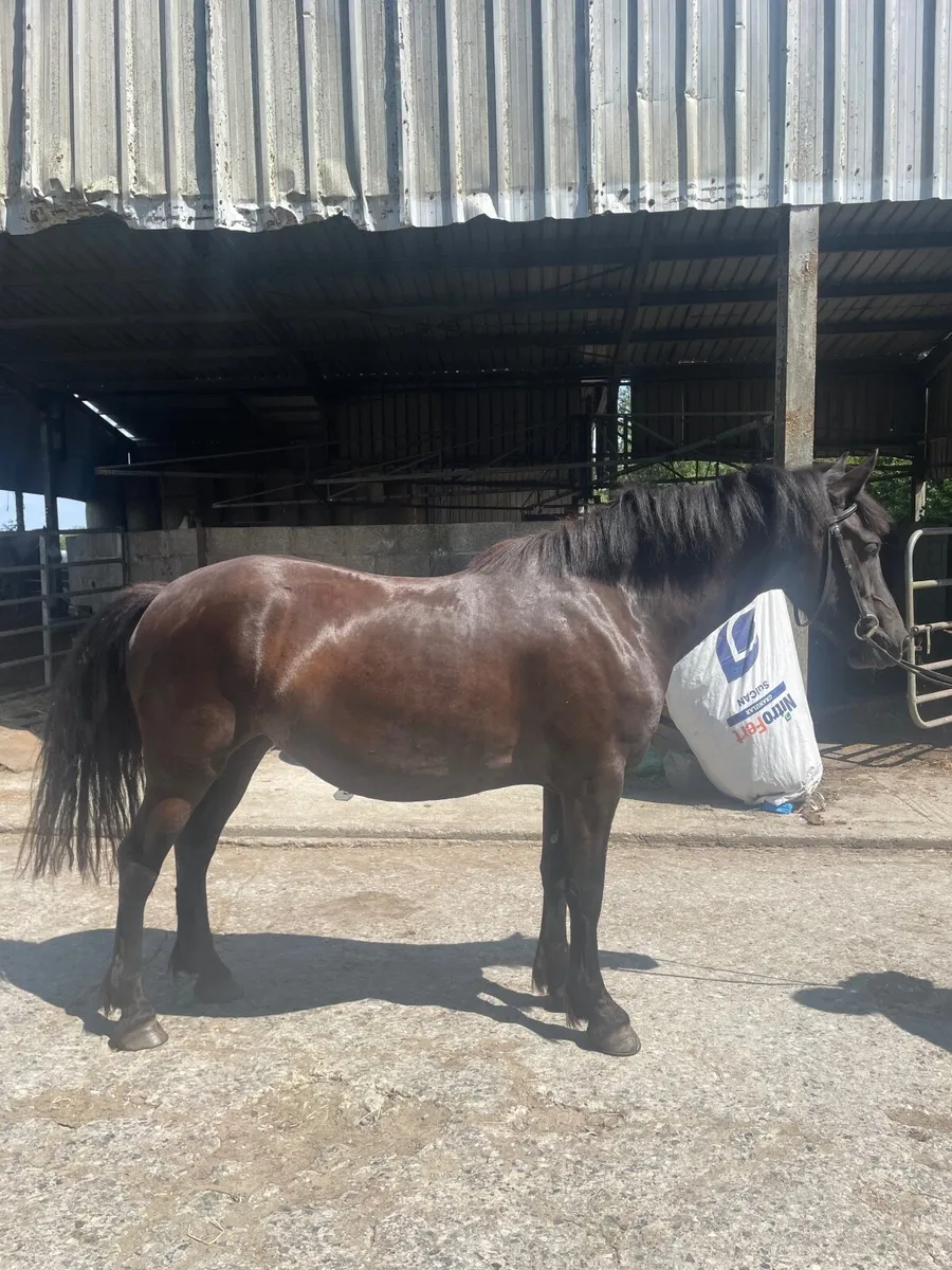 Pony - Image 1