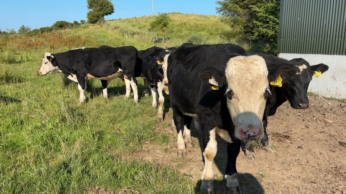 8 Hereford and Angus  Bullocks - Image 2