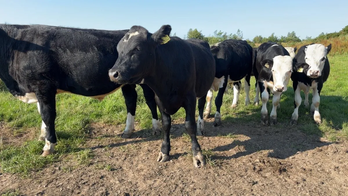 8 Hereford and Angus  Bullocks - Image 3