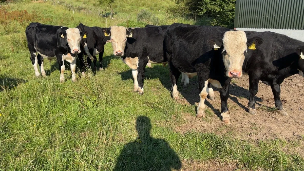 8 Hereford and Angus  Bullocks - Image 1
