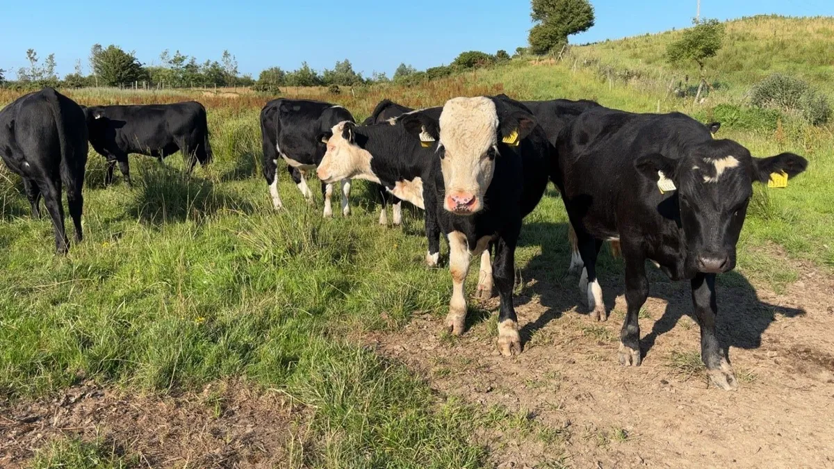 8 Hereford and Angus  Bullocks - Image 4