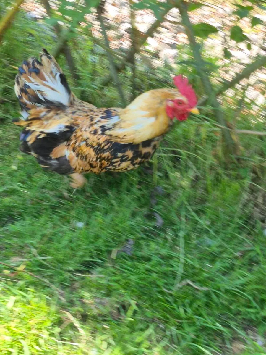 Rooster - Image 3