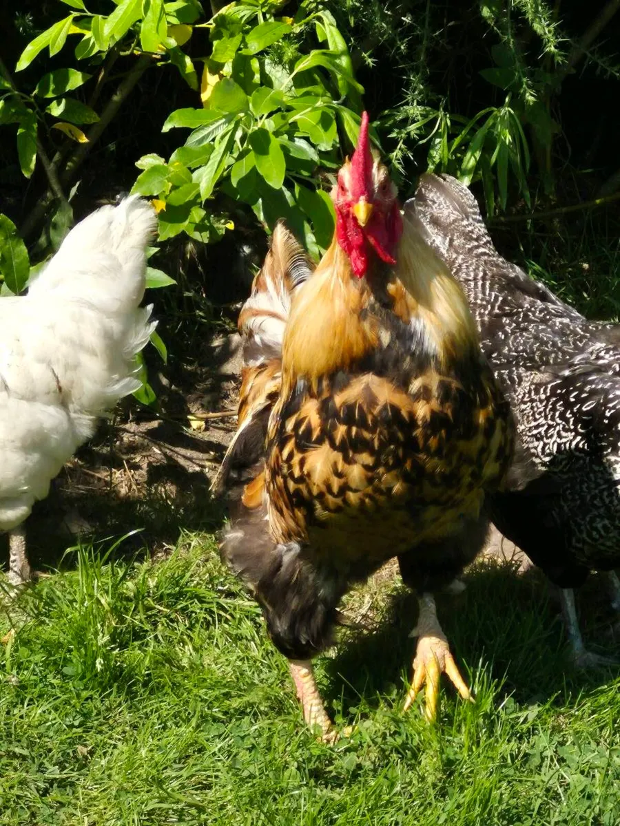Rooster - Image 4