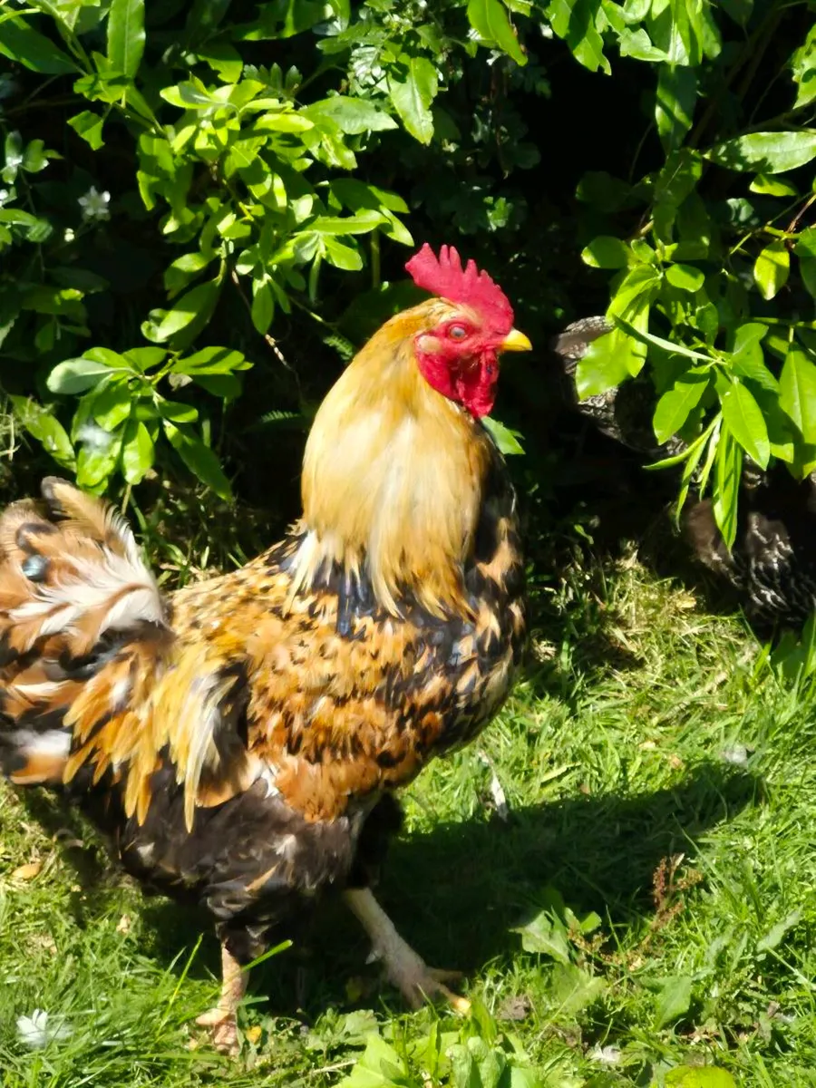 Rooster - Image 1