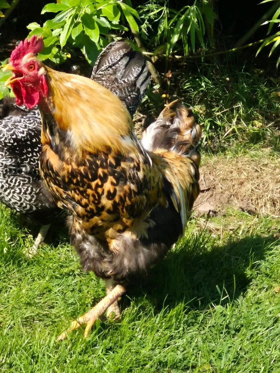 Rooster - Image 2