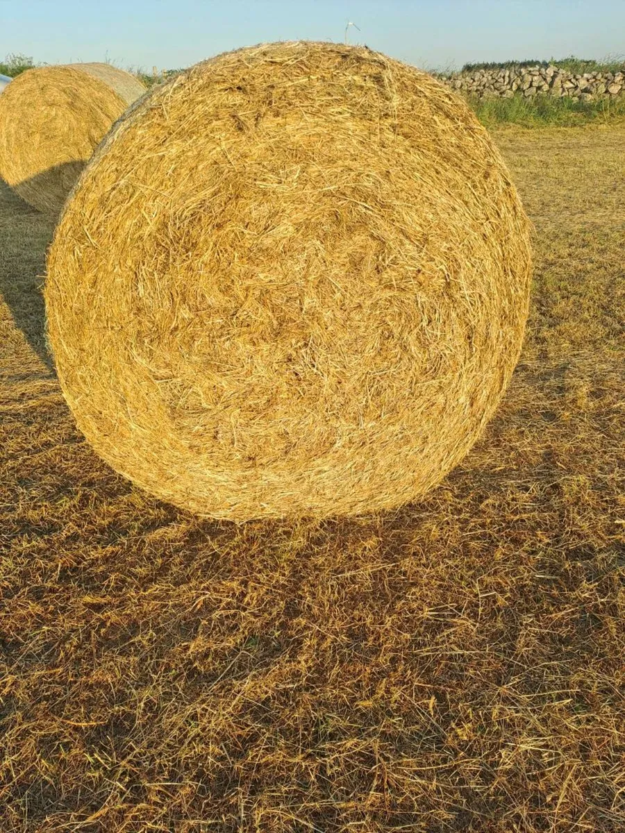 Hay - Image 1