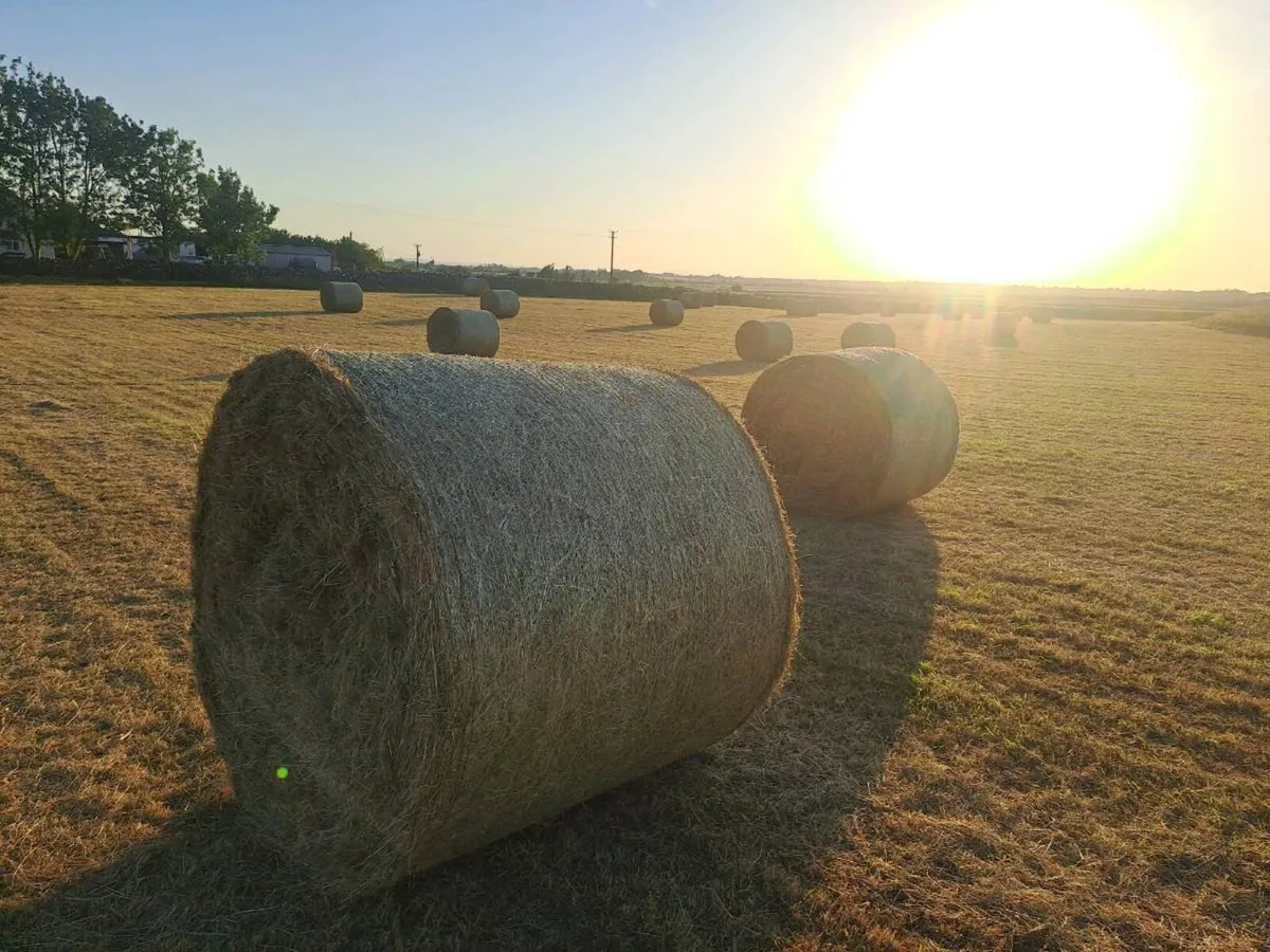 Hay - Image 2