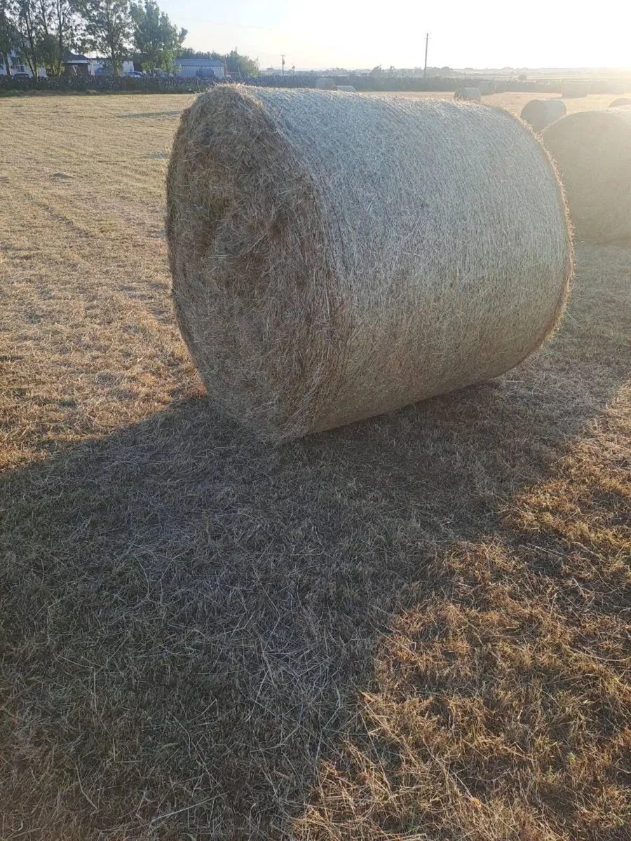 Hay - Image 3