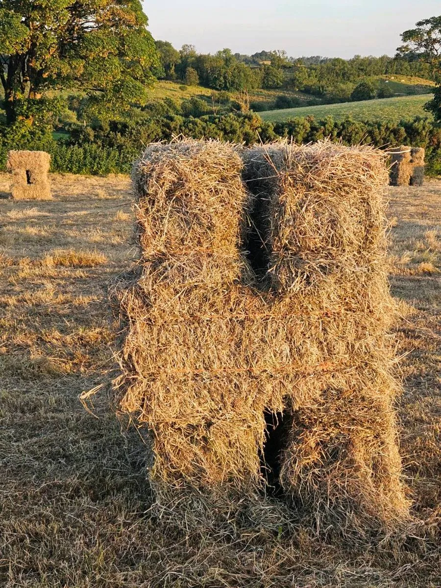 Square hay bales - Image 1