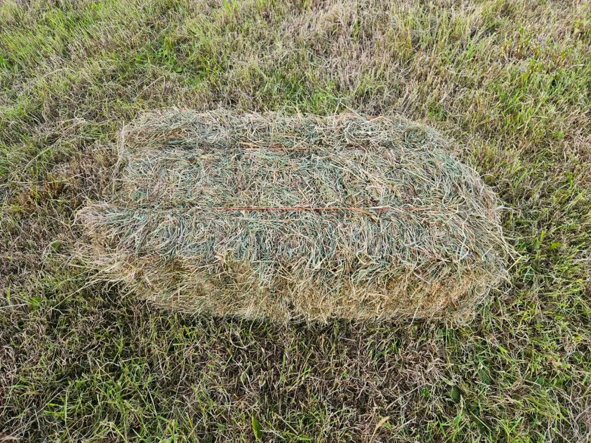 Square hay bales - Image 2