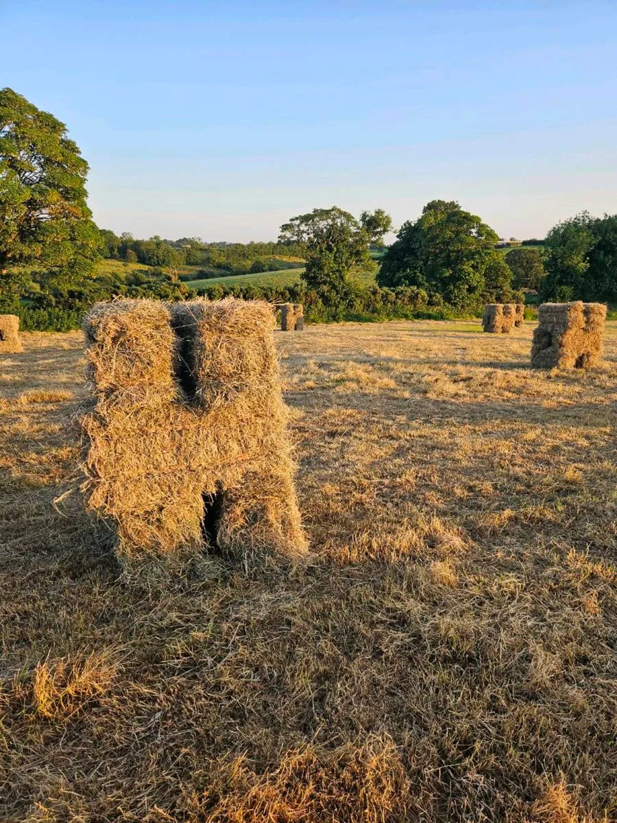 Square hay bales - Image 3