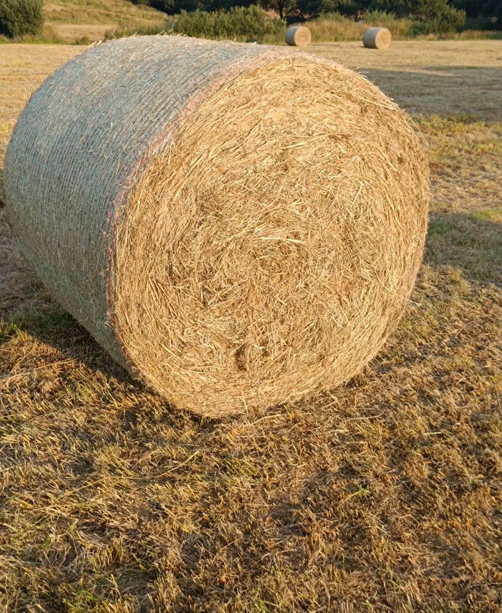 Hay Round Bales for sale - Image 3