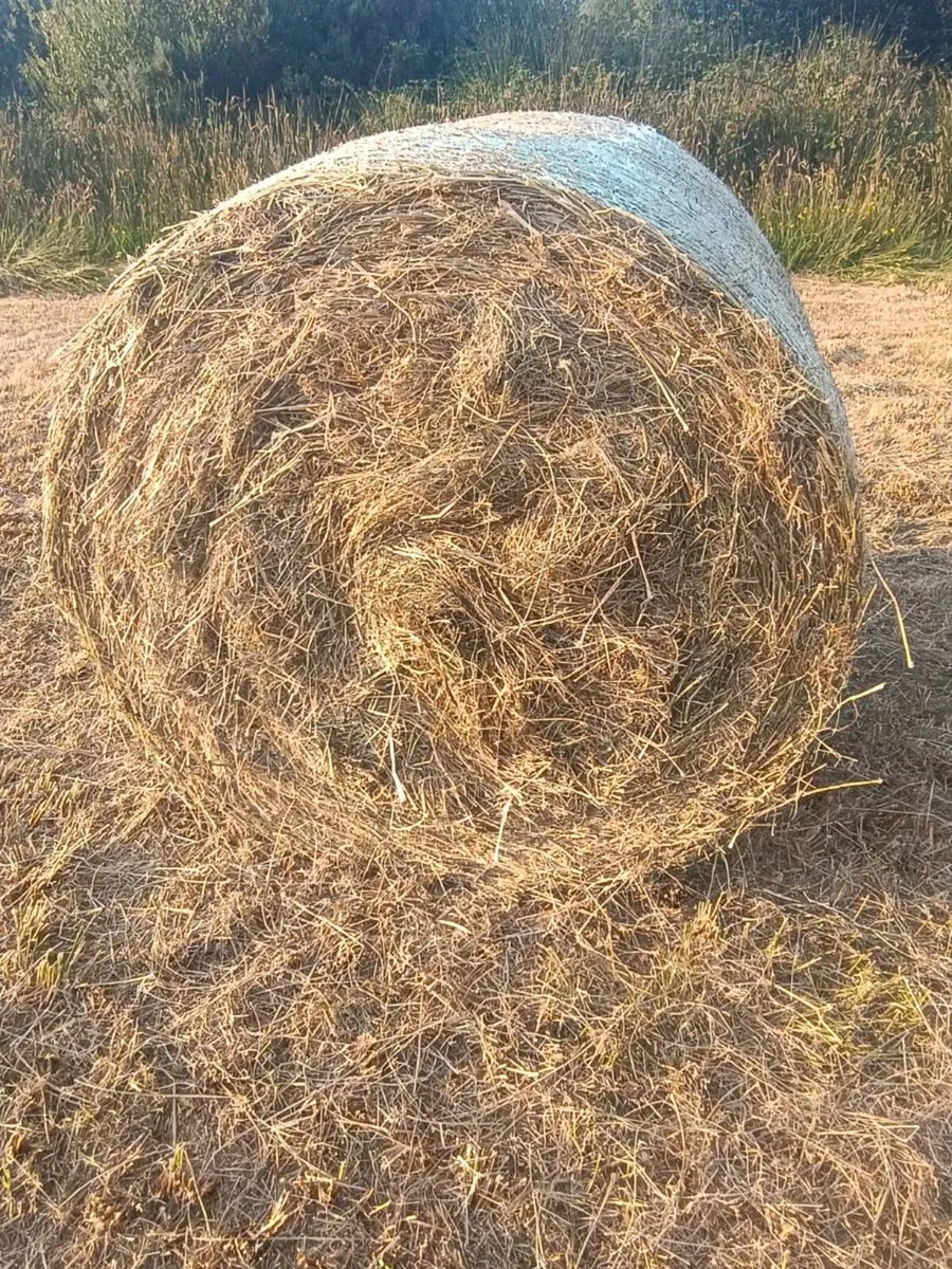 Hay Round Bales for sale - Image 4