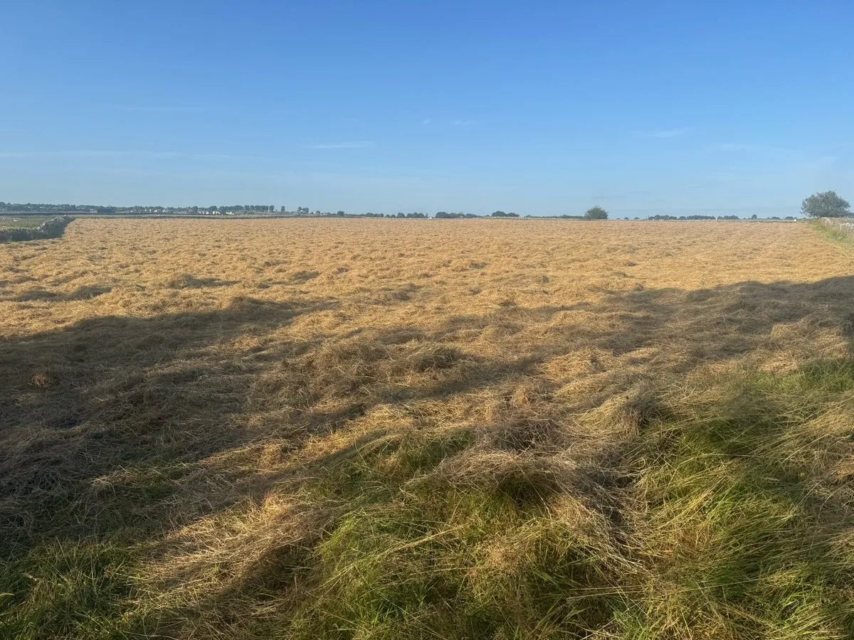 Round Bales Haylage - Image 2