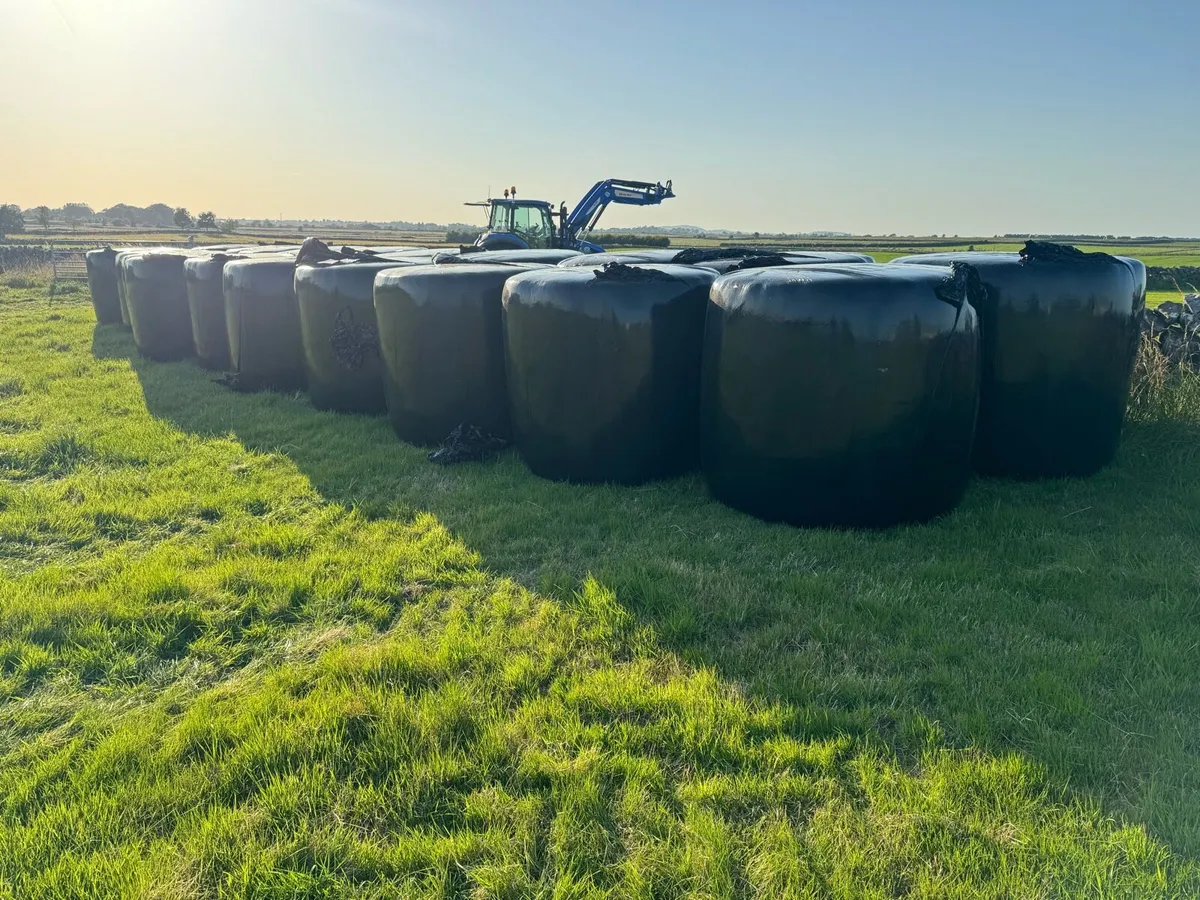 Round Bales Haylage - Image 3