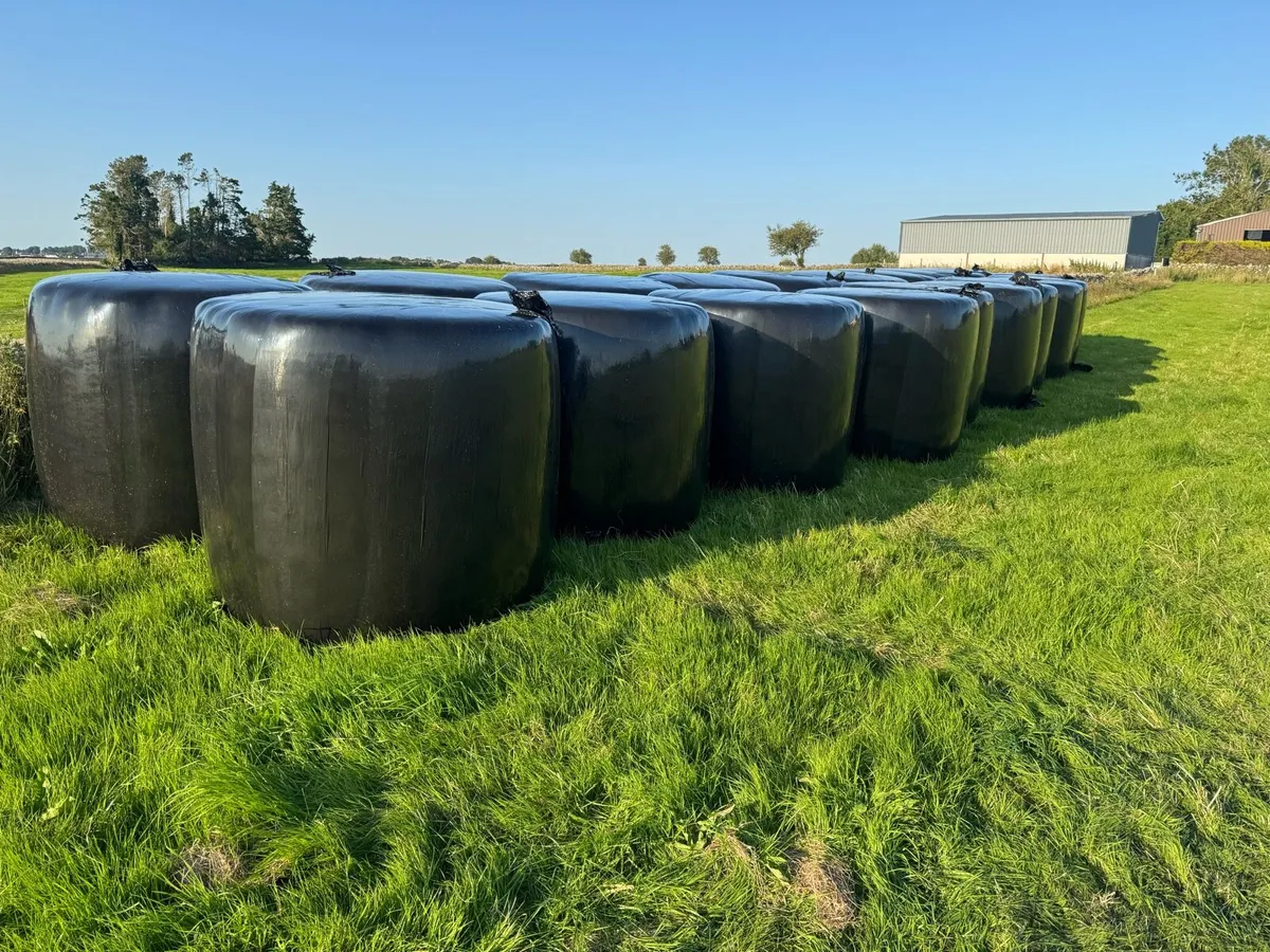 Round Bales Haylage - Image 1