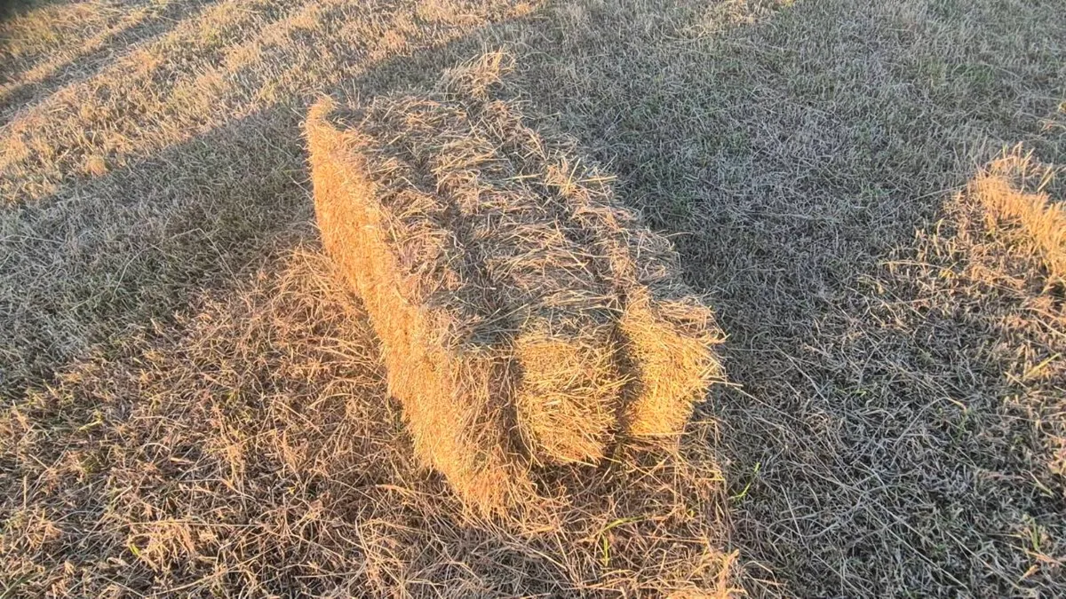 Small square bales of hay - Image 1