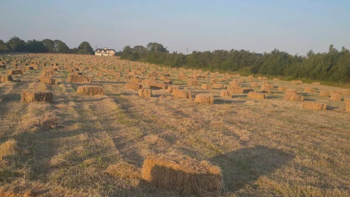 Small square bales of hay - Image 2