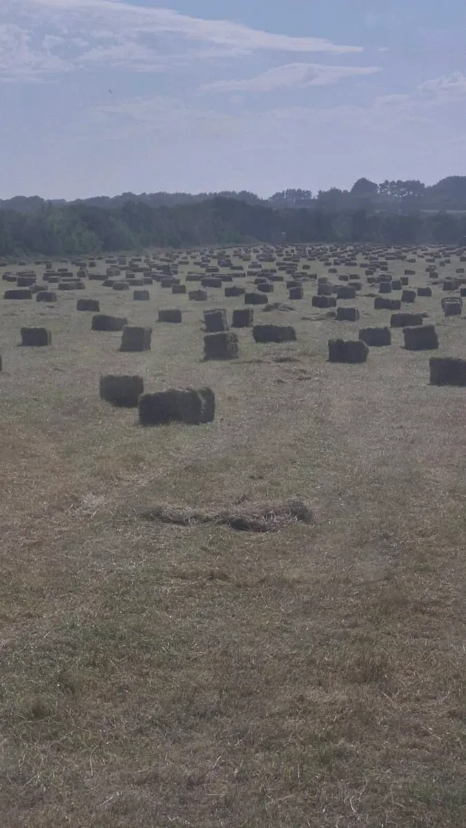 Small square bales of hay - Image 3