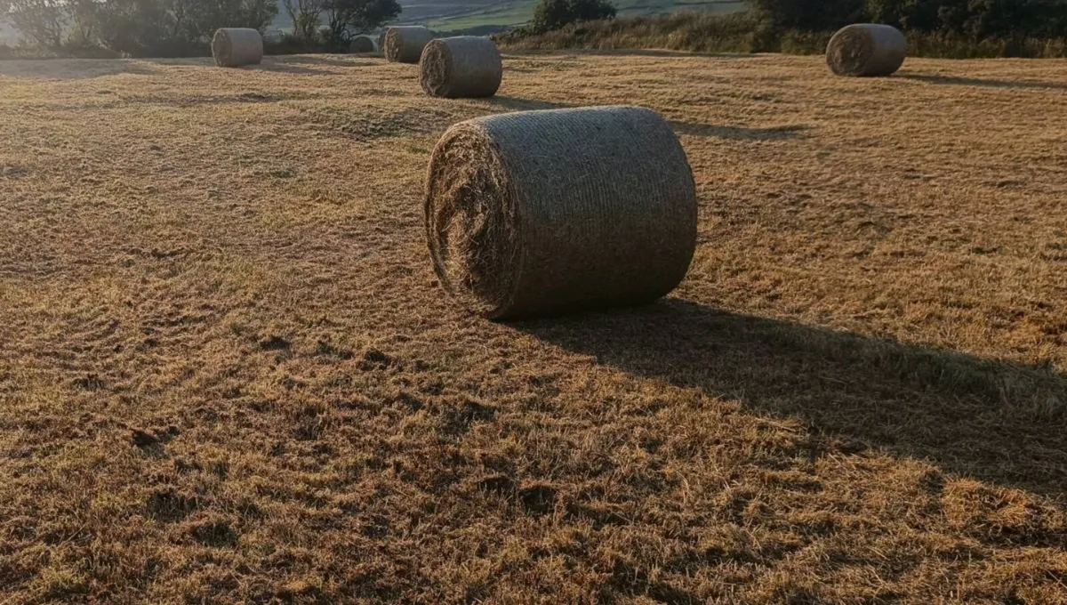Hay Round Bales for sale - Image 2