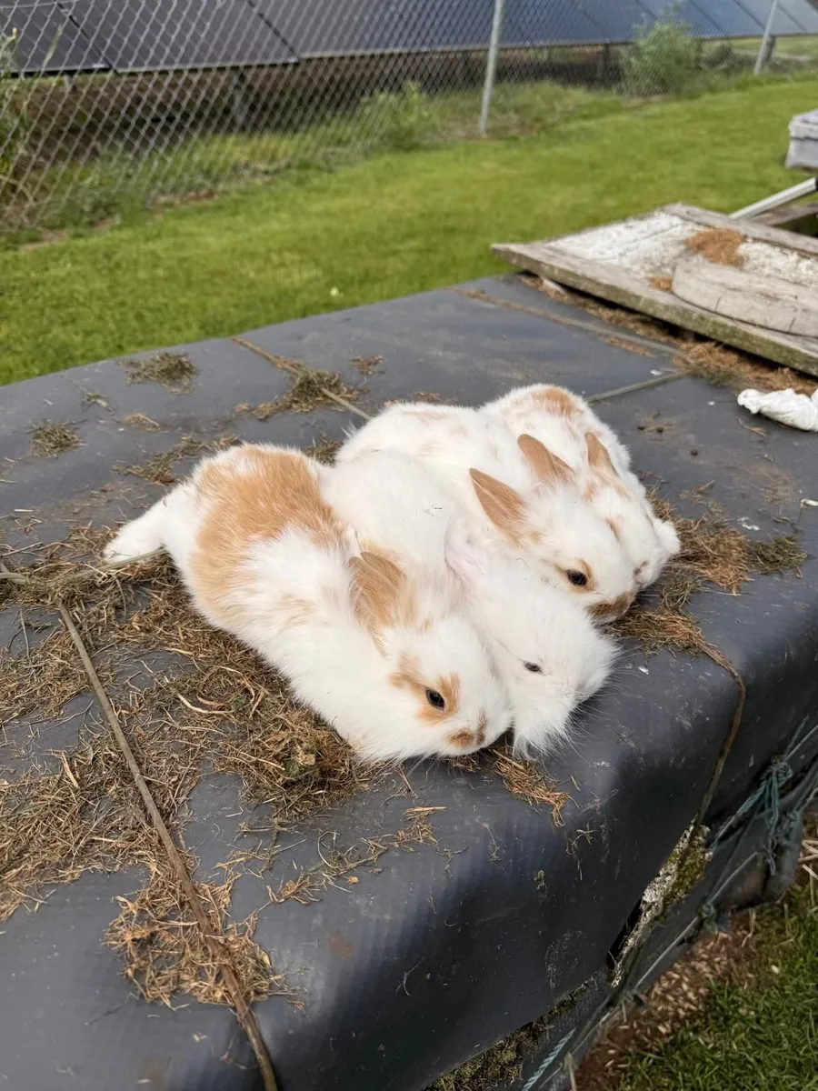 Rabbits - Image 1