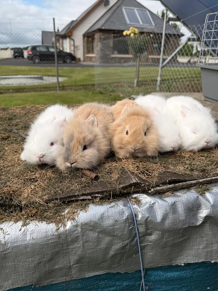 Rabbits - Image 2