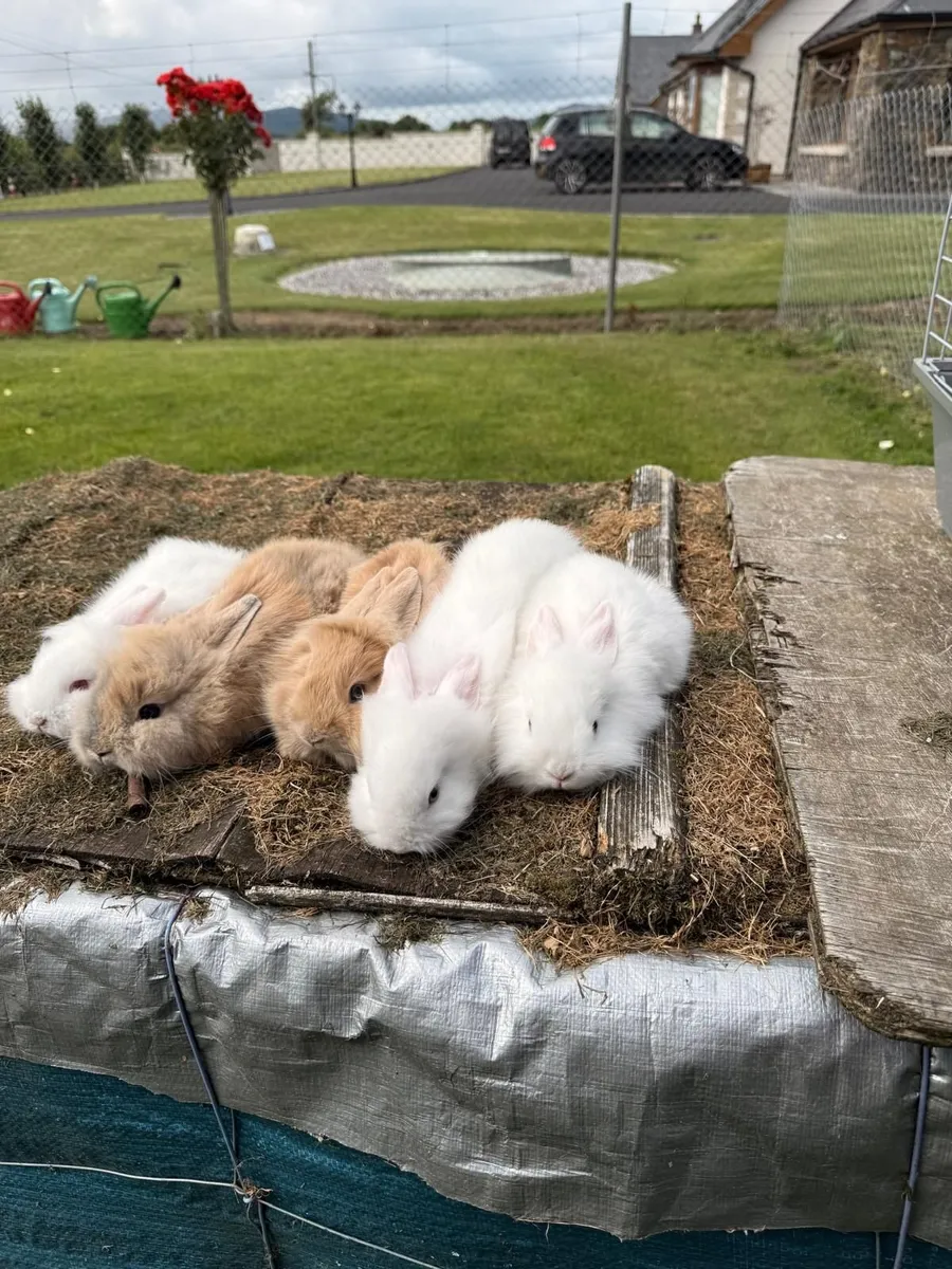 Rabbits - Image 4