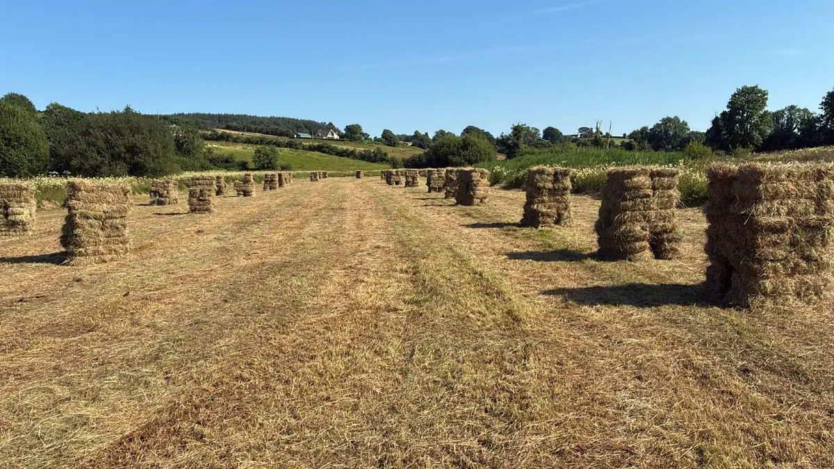 Hay square bales - Image 2