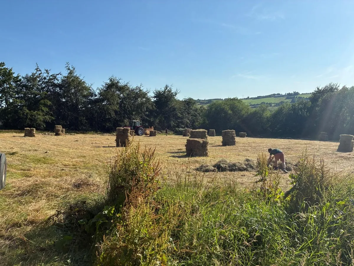 Hay square bales - Image 1