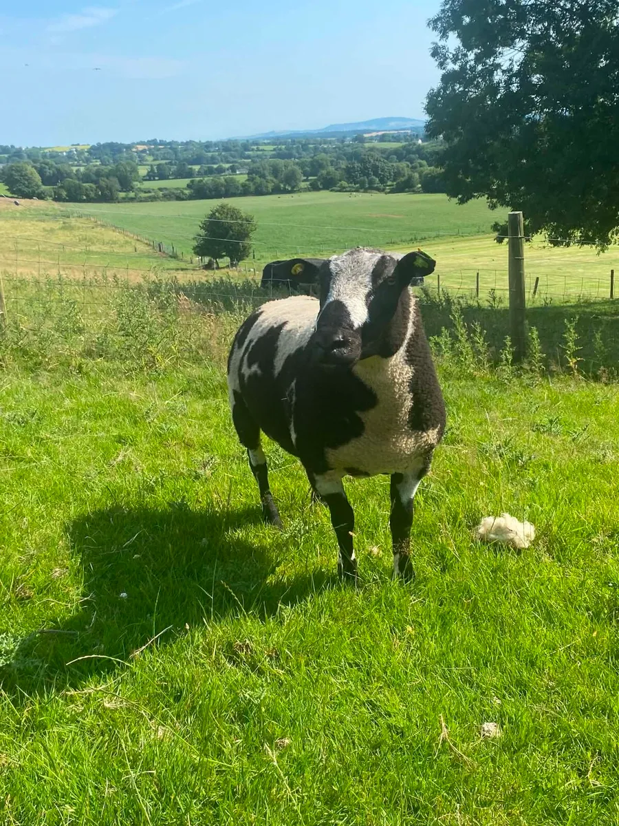 Rams - Image 1