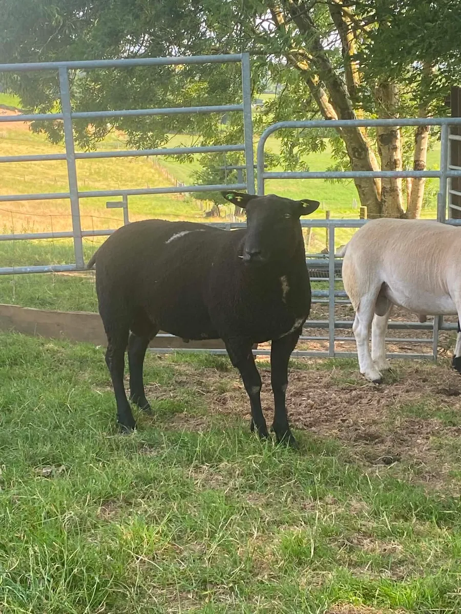 Rams - Image 4