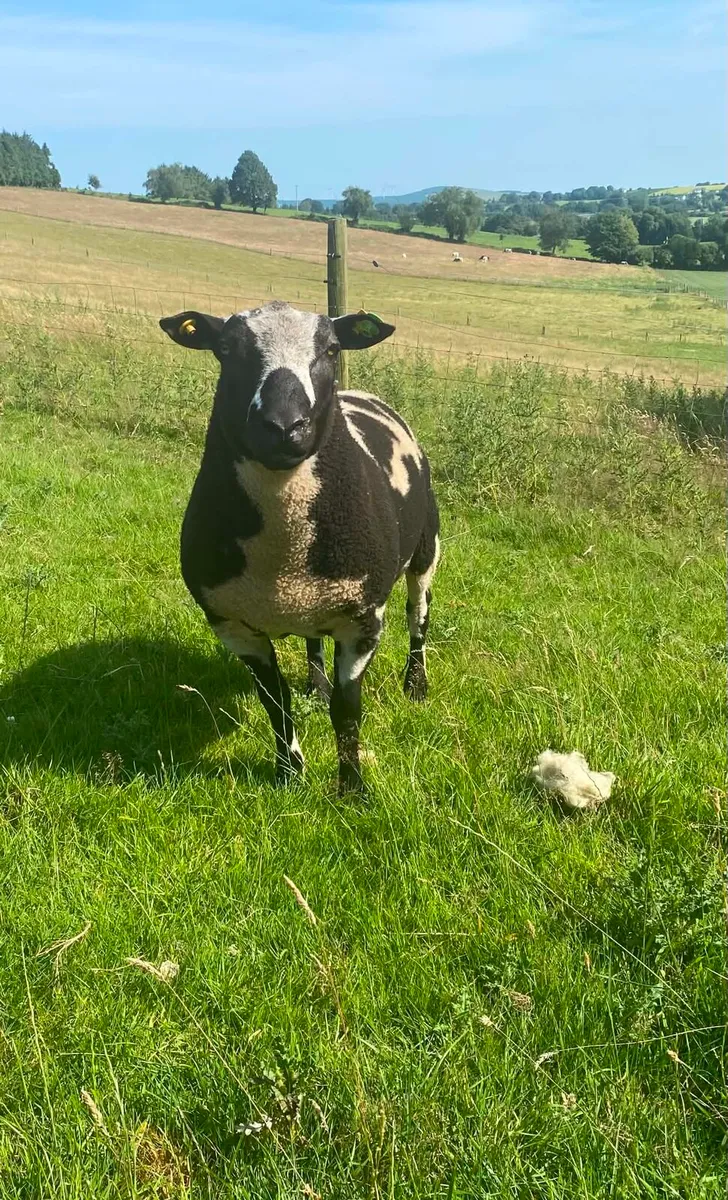 Rams - Image 2