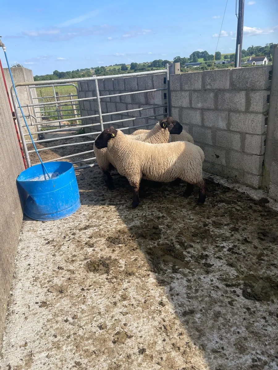 Sheep - Image 1