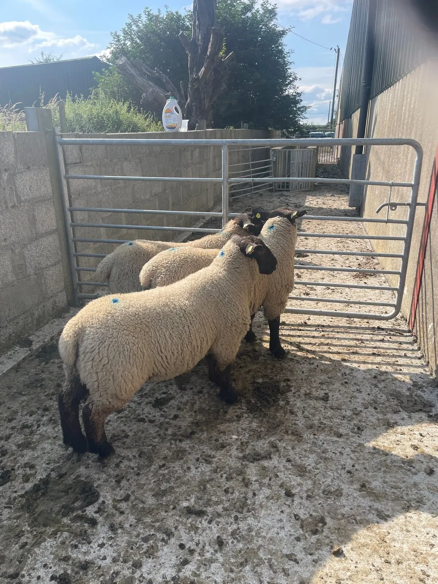 Sheep - Image 2