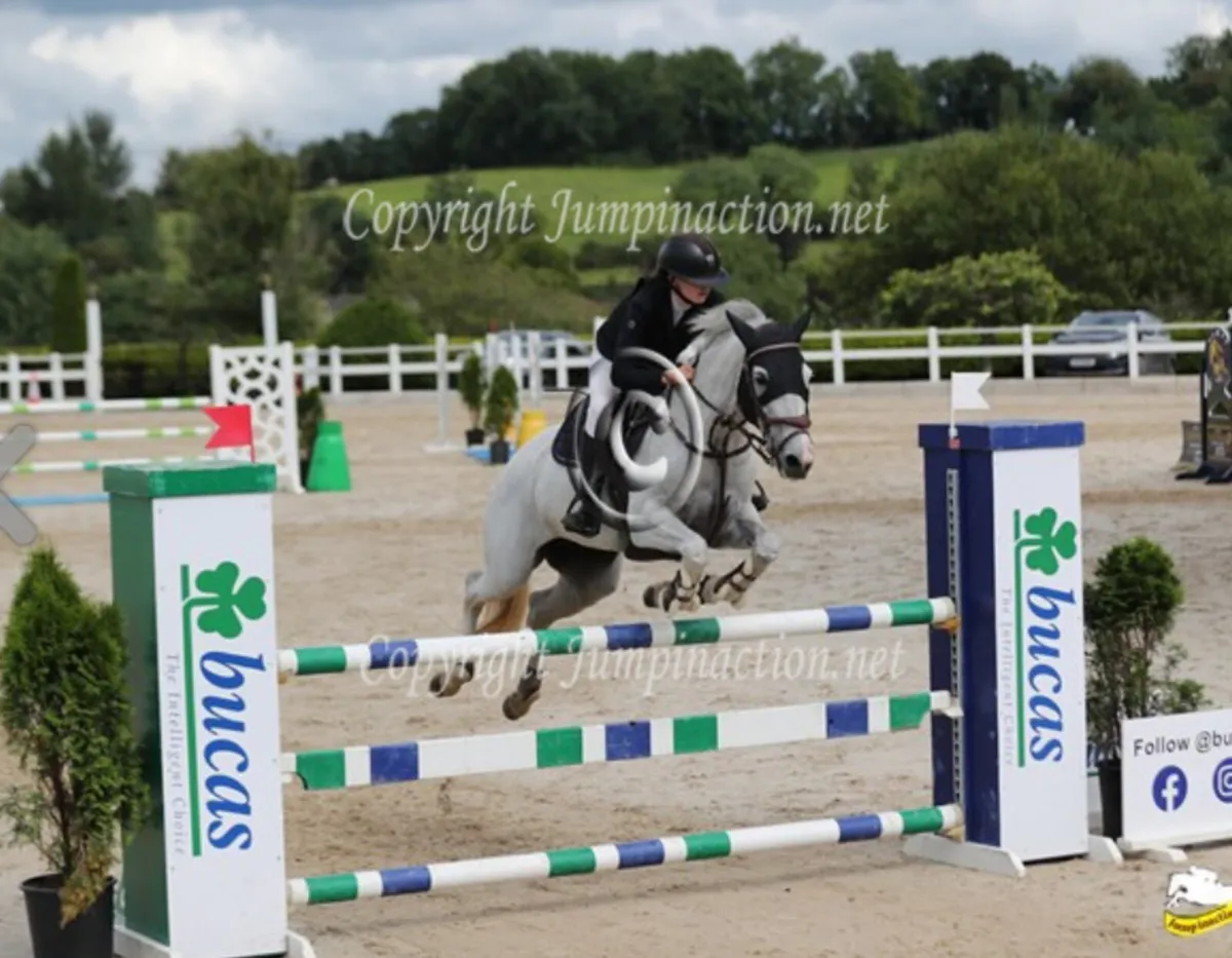 Broodmare / Project - Image 4